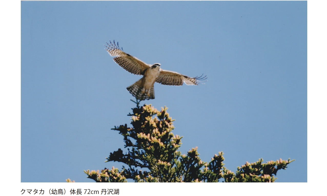 クマタカ（幼鳥）体長72cm 丹沢湖